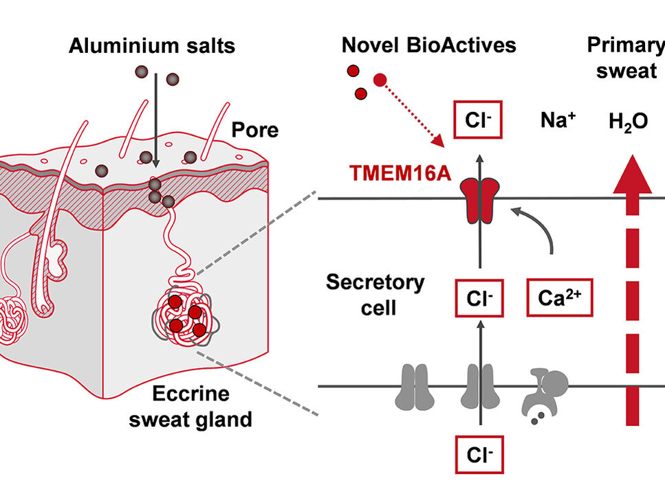 Wirkprinzip neuartiger BioActives, die zur Reduktion der Schweißbildung den Ionenkanal TMEM16A in den ekkrinen Schweißdrüsen des Menschen be